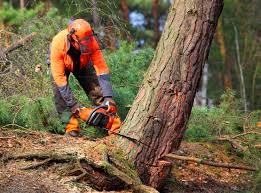 Best Tree Trimming and Pruning  in Duncan, OK